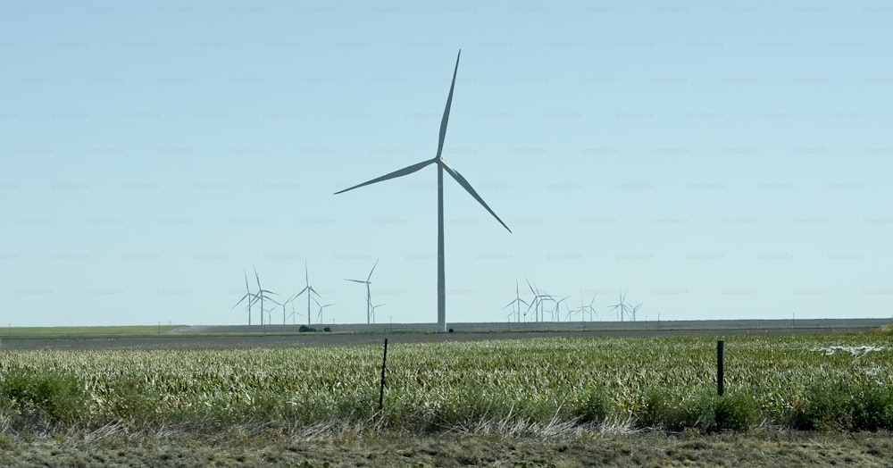 um campo de grama com um monte de moinhos de vento no fundo