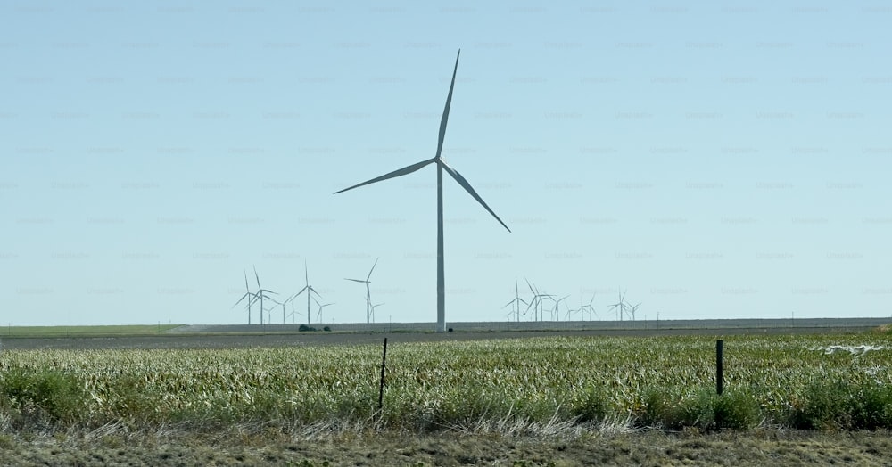 a field of grass with a bunch of windmills in the background