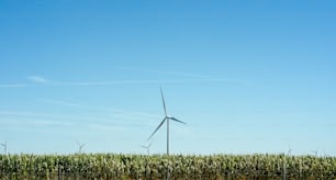 a field of corn with a wind turbine in the background