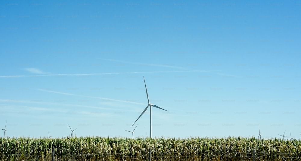 ein Maisfeld mit einer Windkraftanlage im Hintergrund
