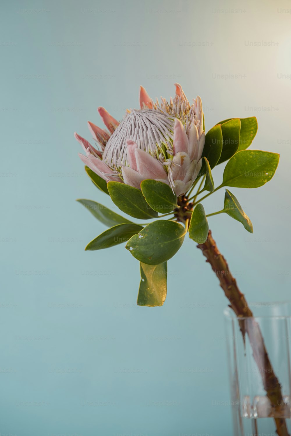 un fiore rosa in un vaso con acqua