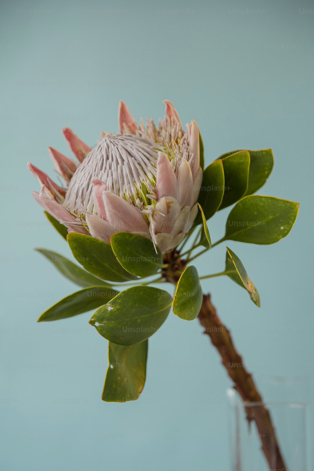 a pink flower with green leaves in a vase