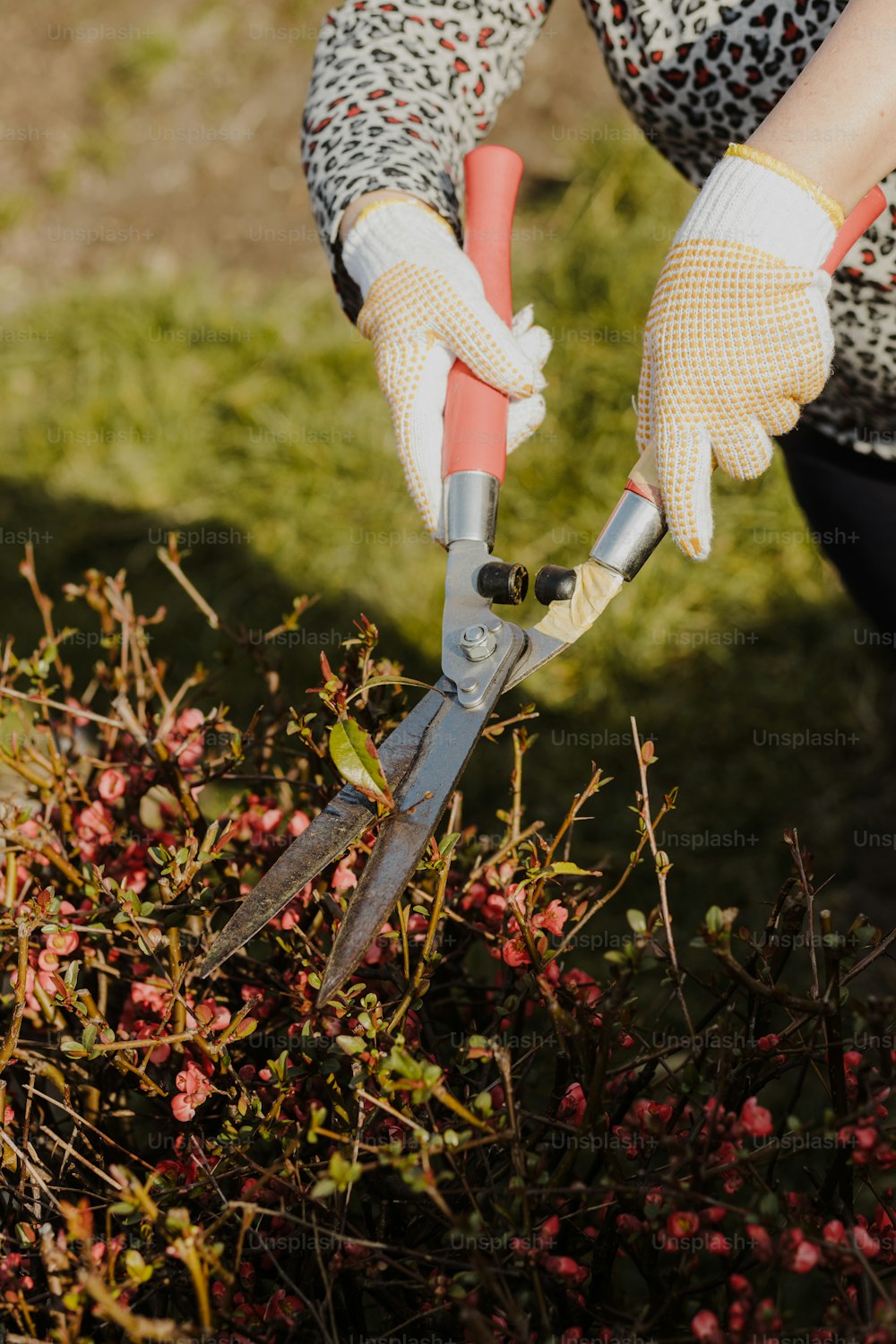 a woman is trimming a bush with a pair of scissors