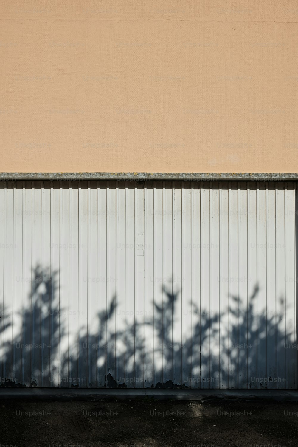 a shadow of a tree on a wall