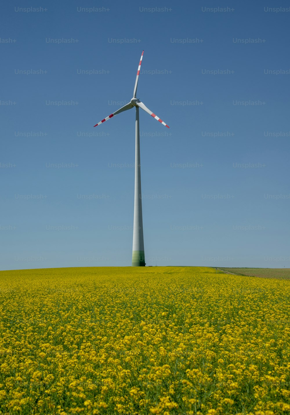 Une éolienne dans un champ de fleurs jaunes