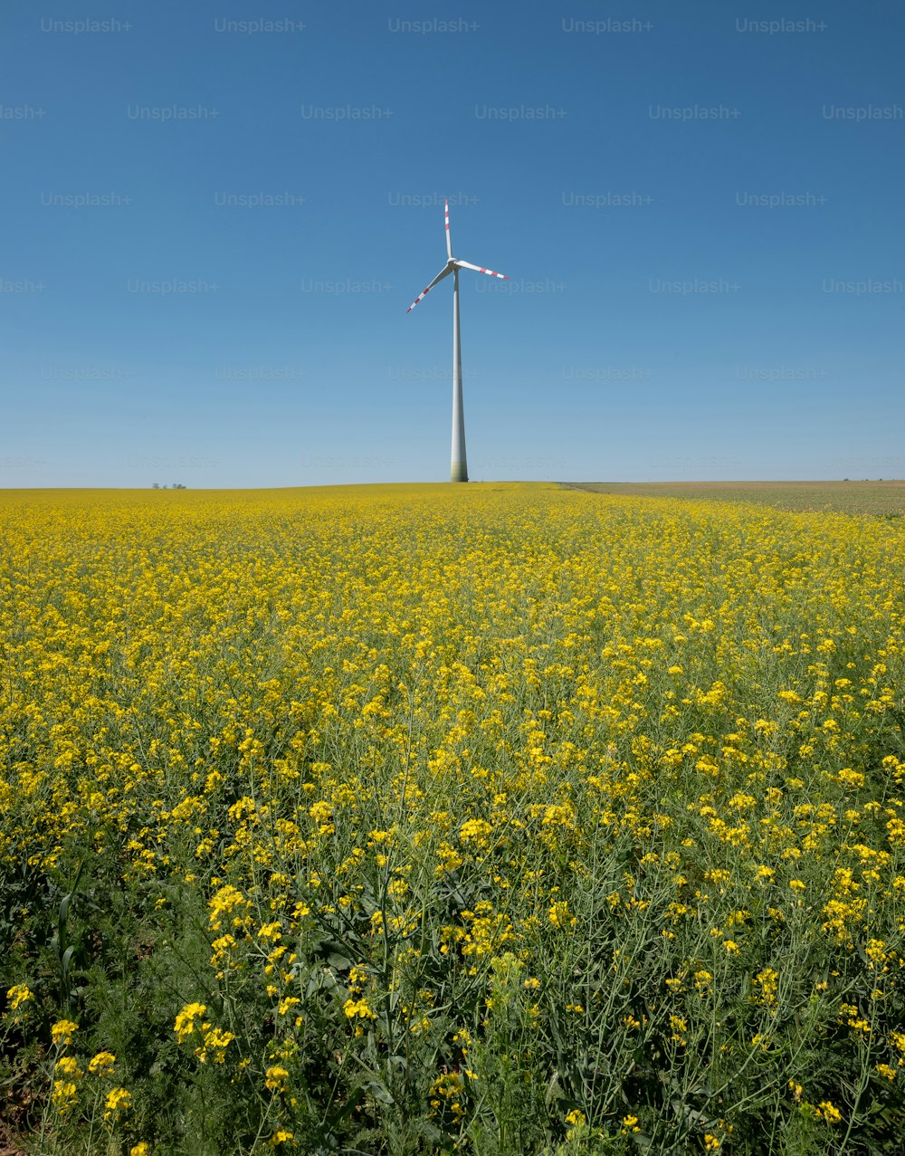 Un mulino a vento in un campo di fiori gialli