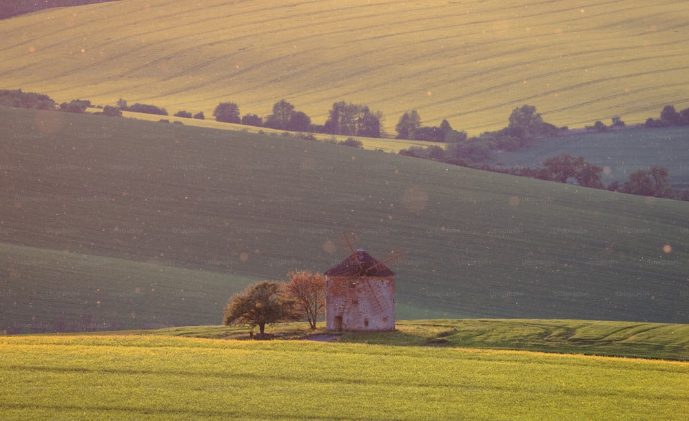 Un árbol solitario se encuentra en medio de un campo