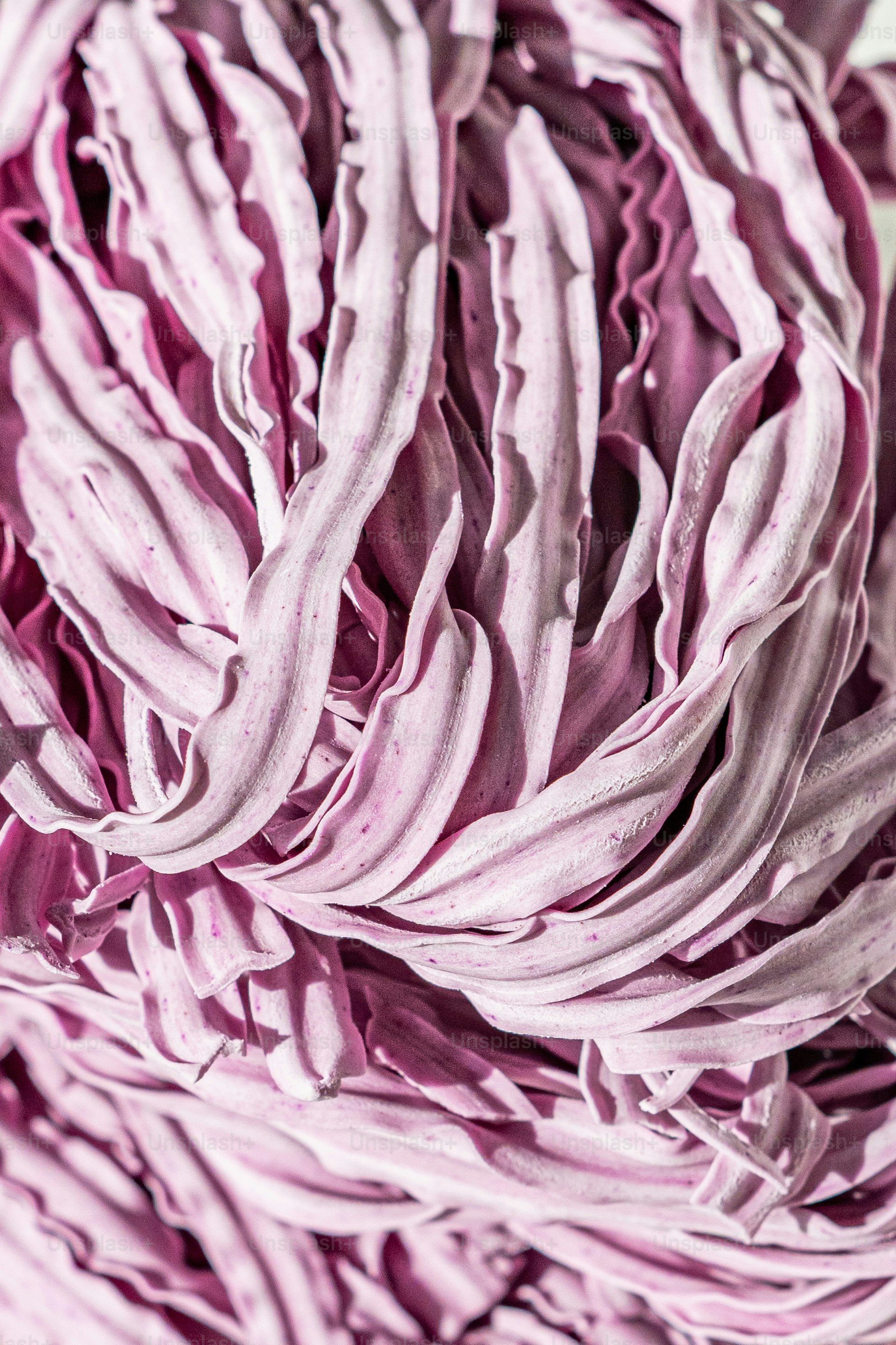 Una vista de cerca de una flor púrpura