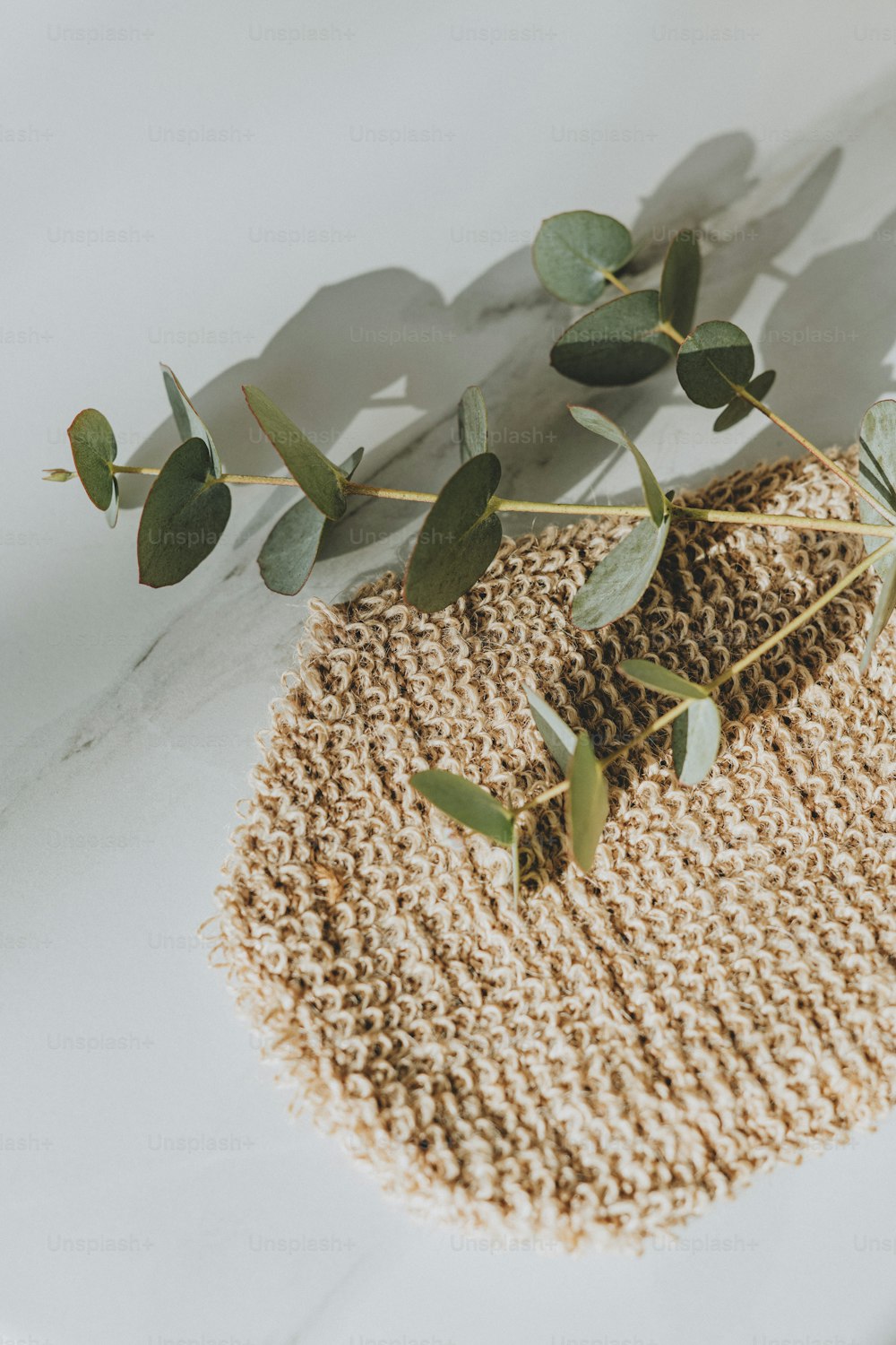 a close up of a plant on a table