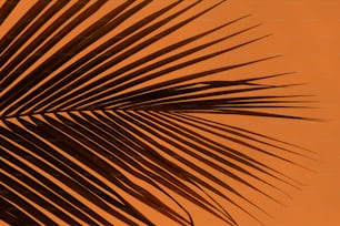 a close up of a palm leaf against an orange sky