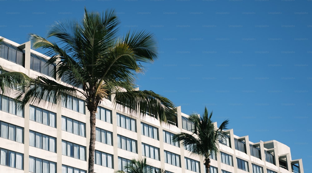 a tall white building with palm trees in front of it