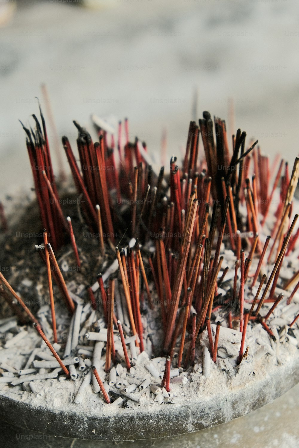 a close up of a potted plant with small sticks sticking out of it
