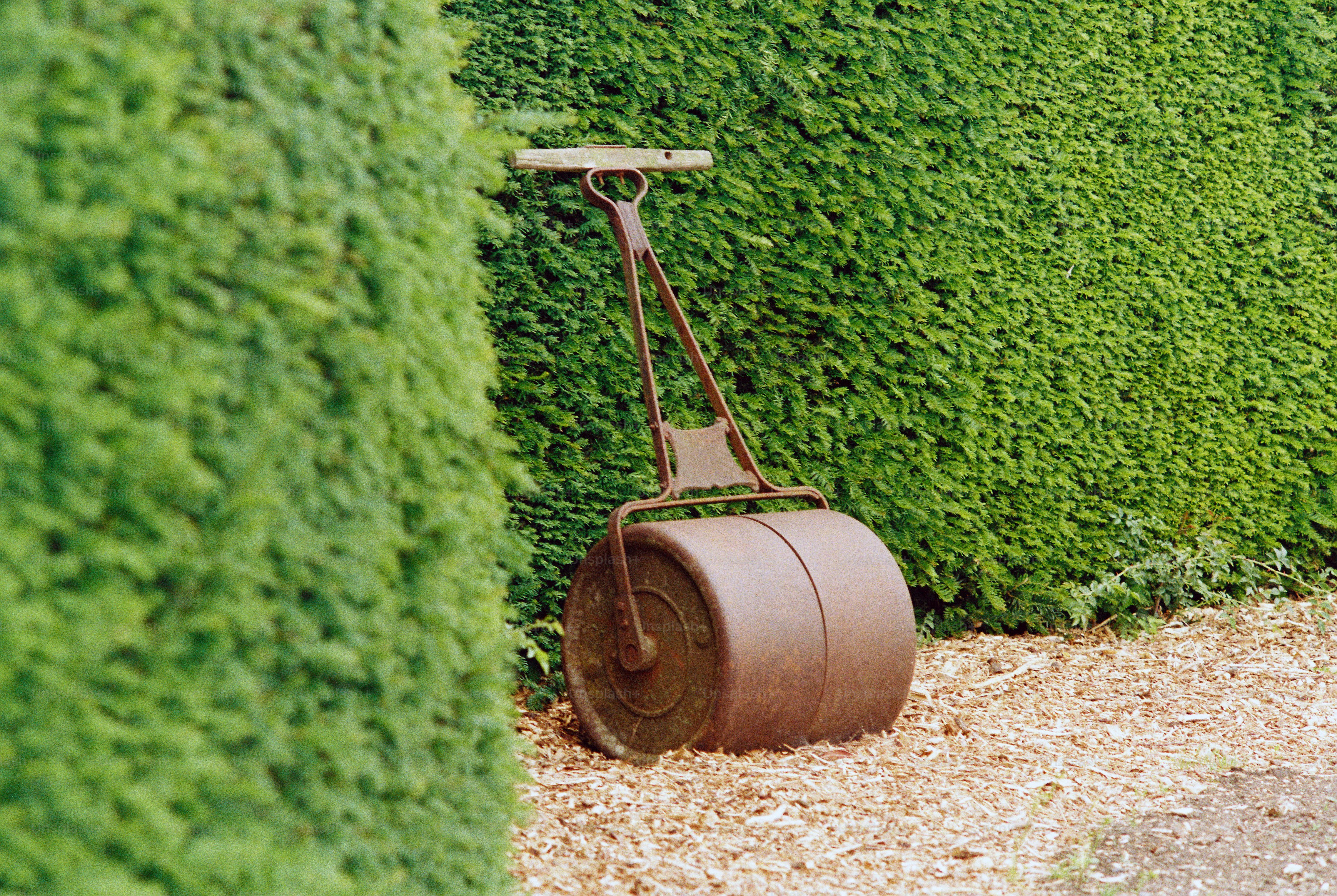 A vintage garden lawn roller leaning against a hedge in a garden. Shot on film.