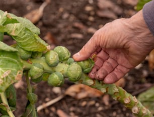 a person holding a plant in their hand