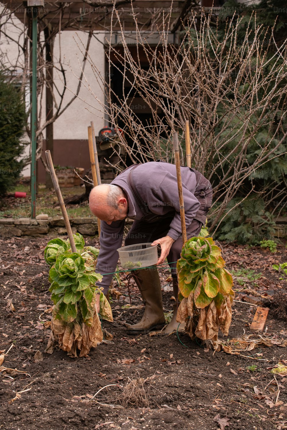Ein Mann arbeitet im Garten mit Pflanzen