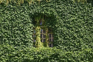 Una ventana en una pared verde cubierta de enredaderas