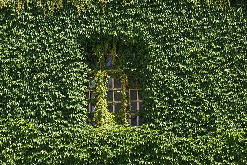 a window in a green wall covered in vines