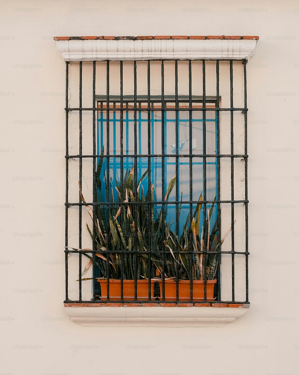 a window with bars and a potted plant in it