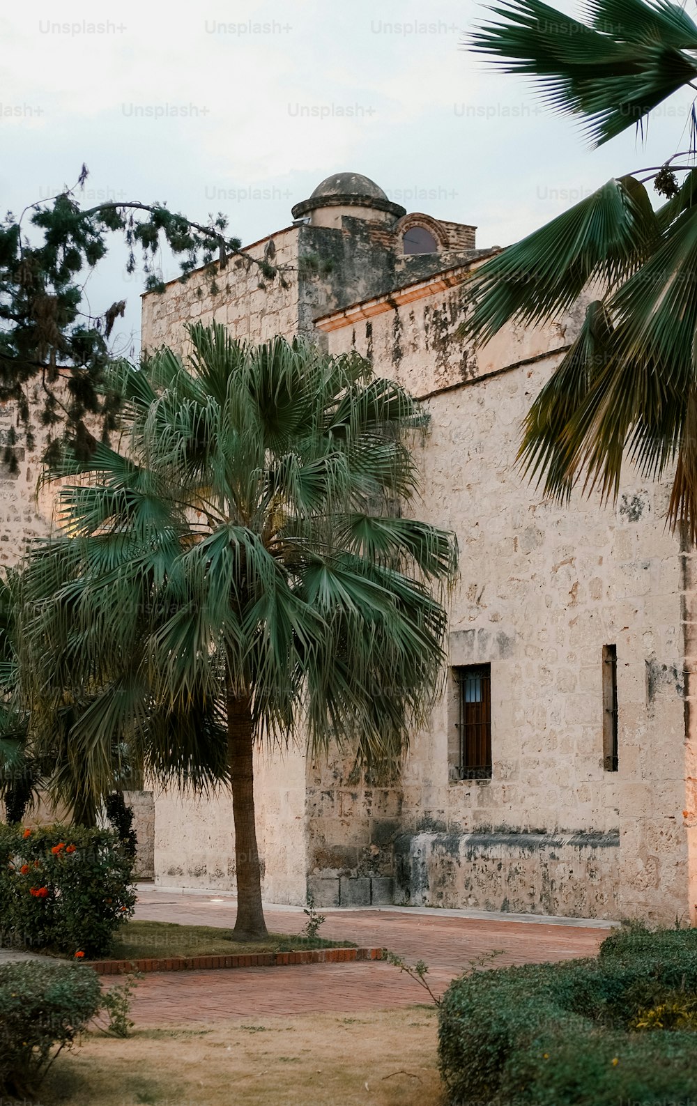 a palm tree in front of a building