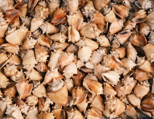 Un primer plano de una pila de conchas