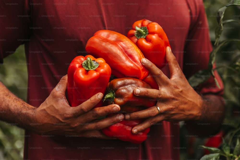 a person holding a bunch of red peppers