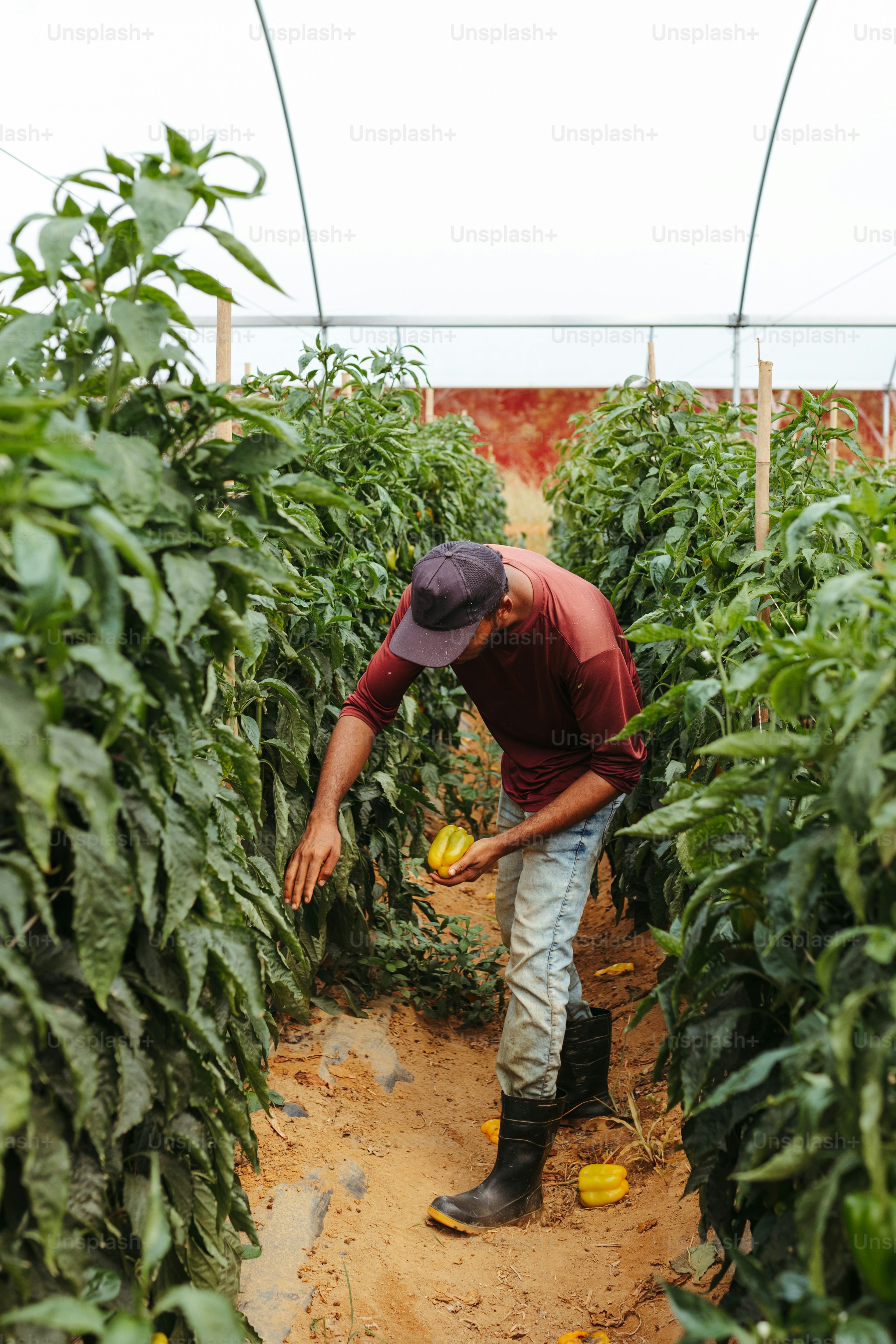 a man in a red shirt and hat picking plants