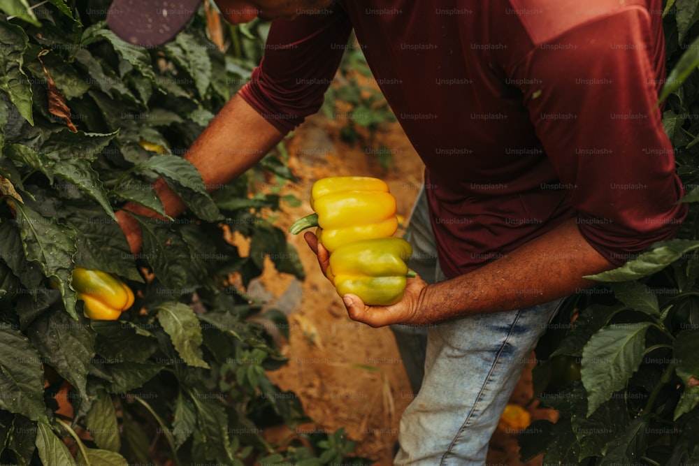 a man picking peppers from a plant in a greenhouse