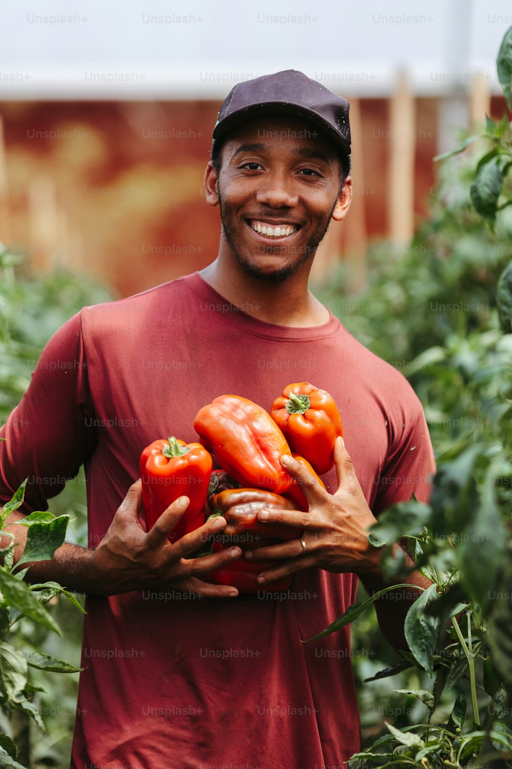 Un uomo che tiene un cesto di pomodori in un campo