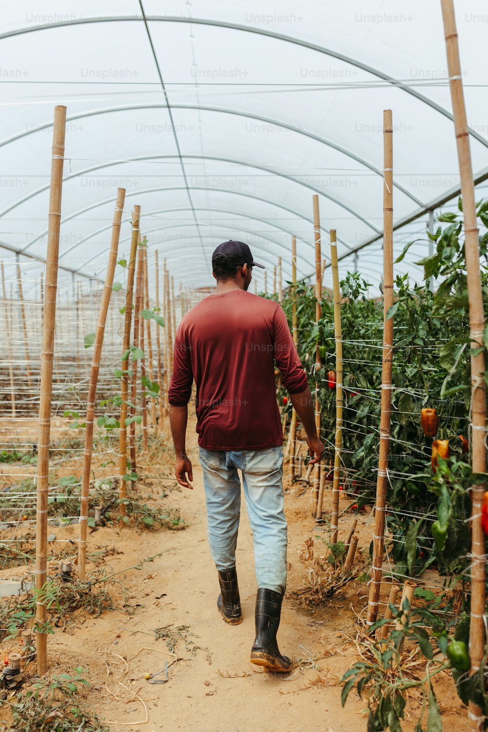 a man walking down a dirt path in a greenhouse