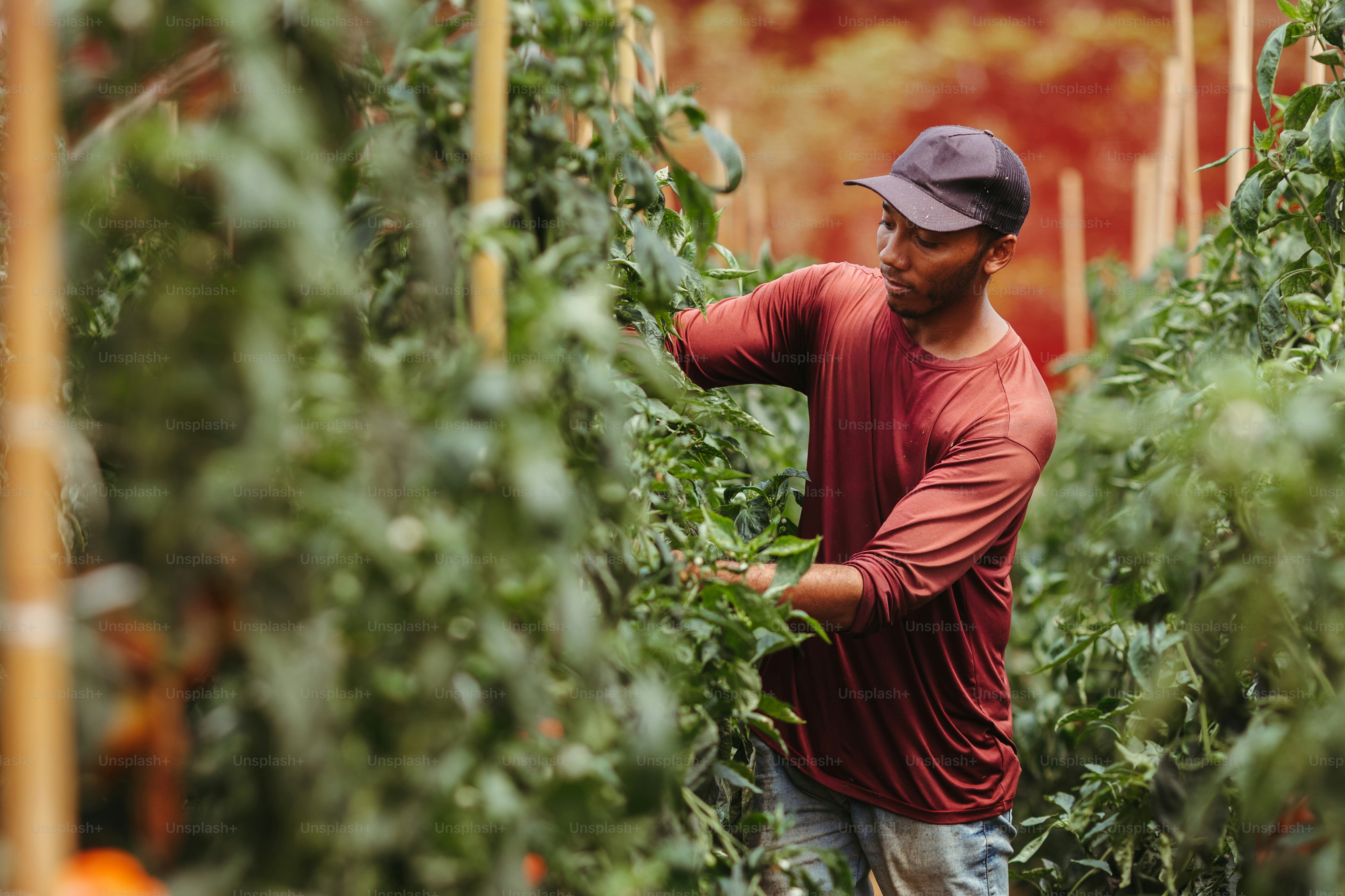 a man in a red shirt and a hat in a greenhouse