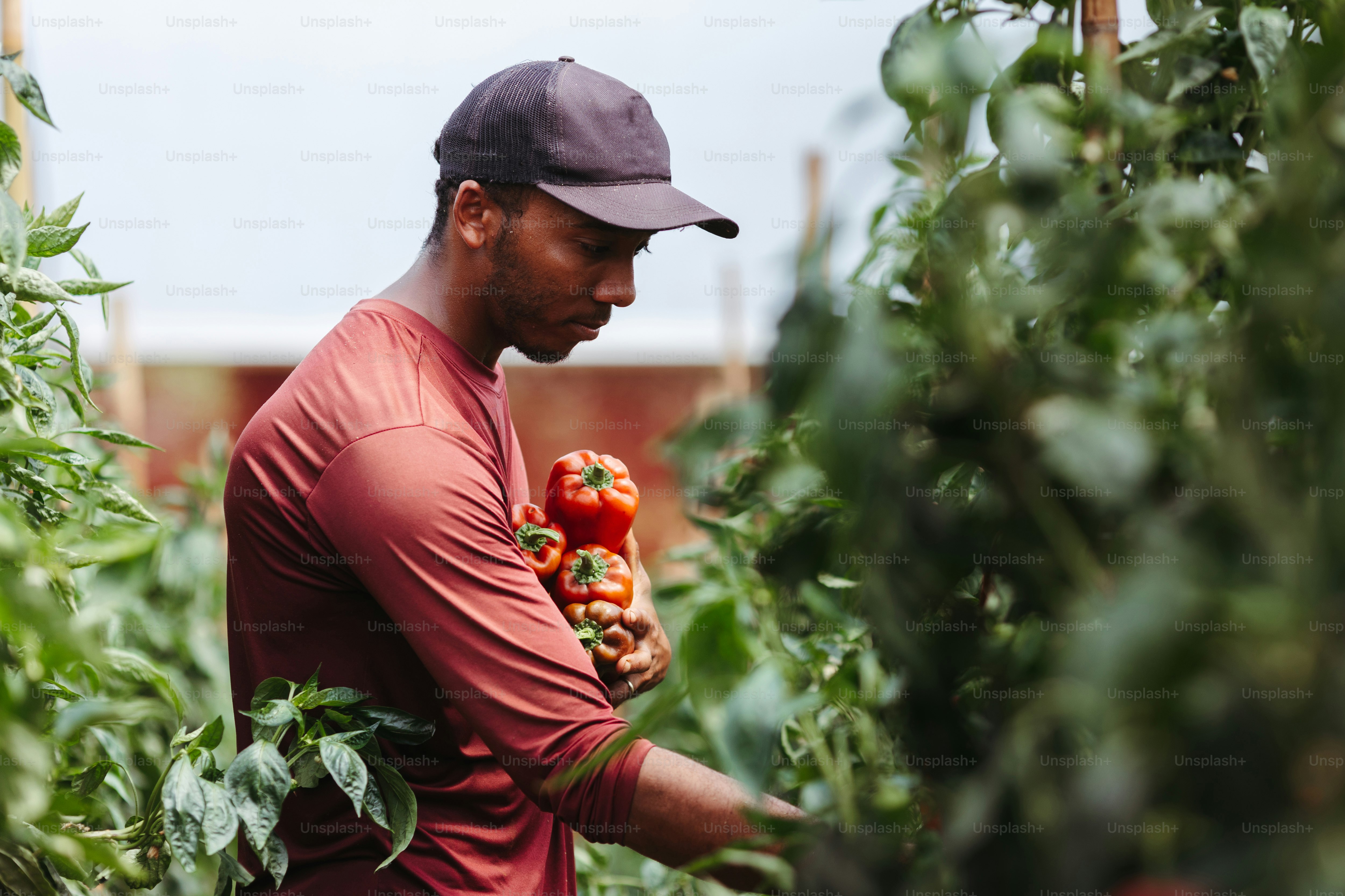 a man in a red shirt is holding tomatoes