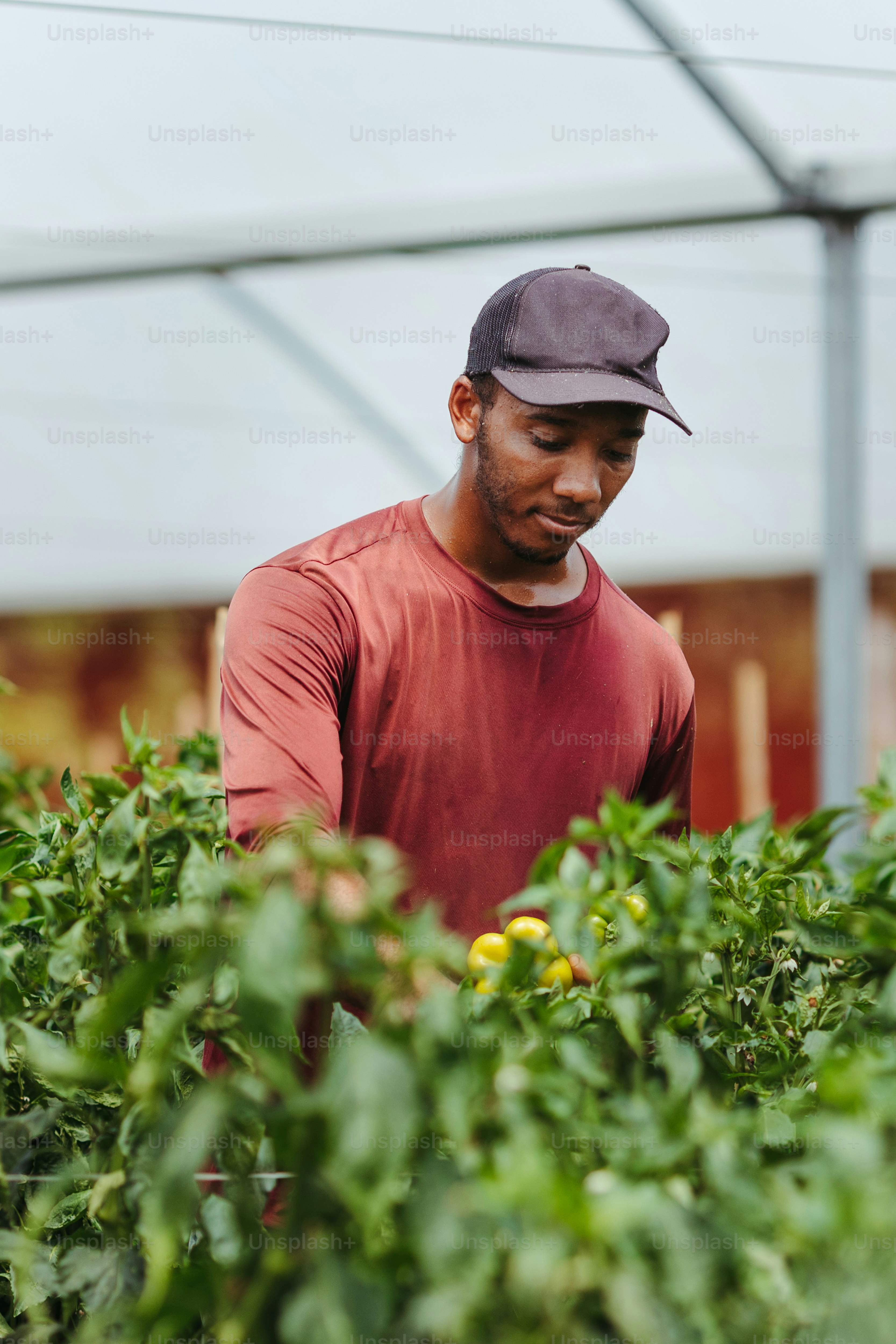 a man in a red shirt and a hat in a greenhouse