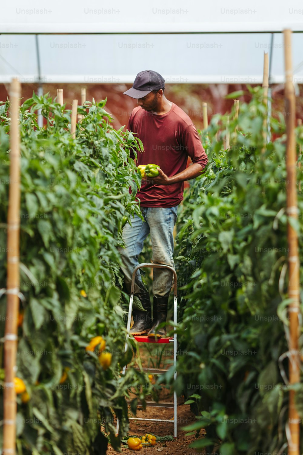 a man standing on a ladder in a greenhouse