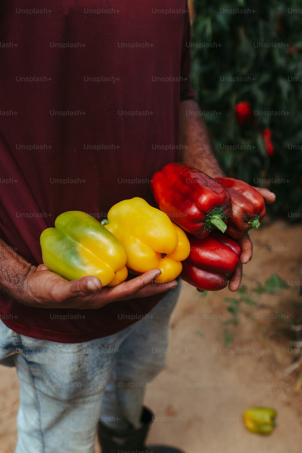 um homem segurando um monte de pimentas em suas mãos