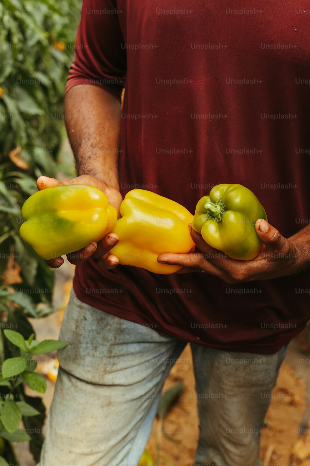 a man holding three peppers in his hands