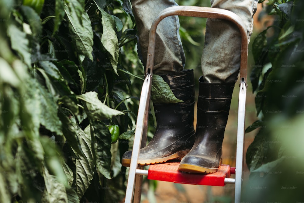 uma pessoa de pé em uma escada em um jardim