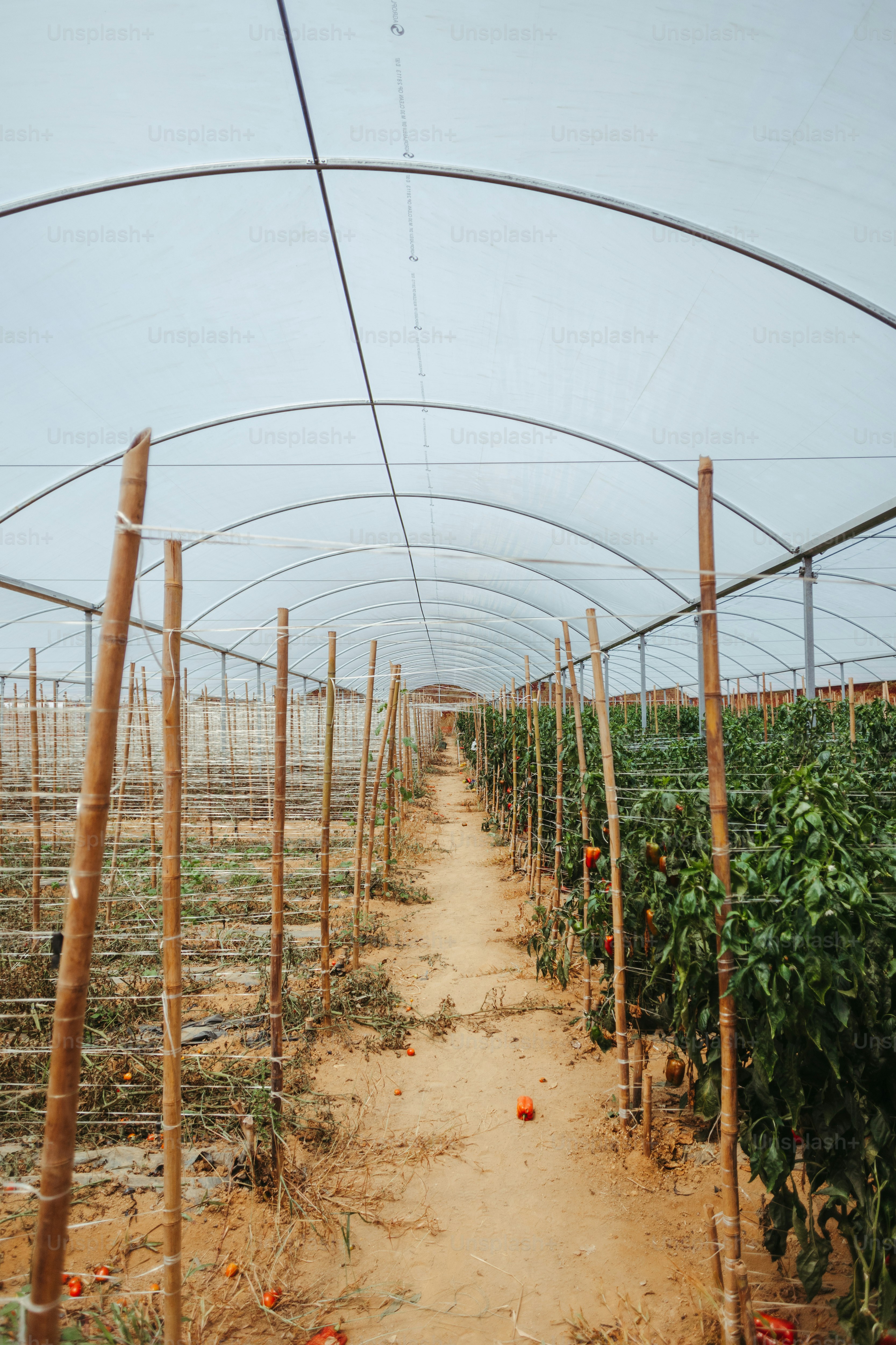 a dirt path in a greenhouse filled with lots of plants