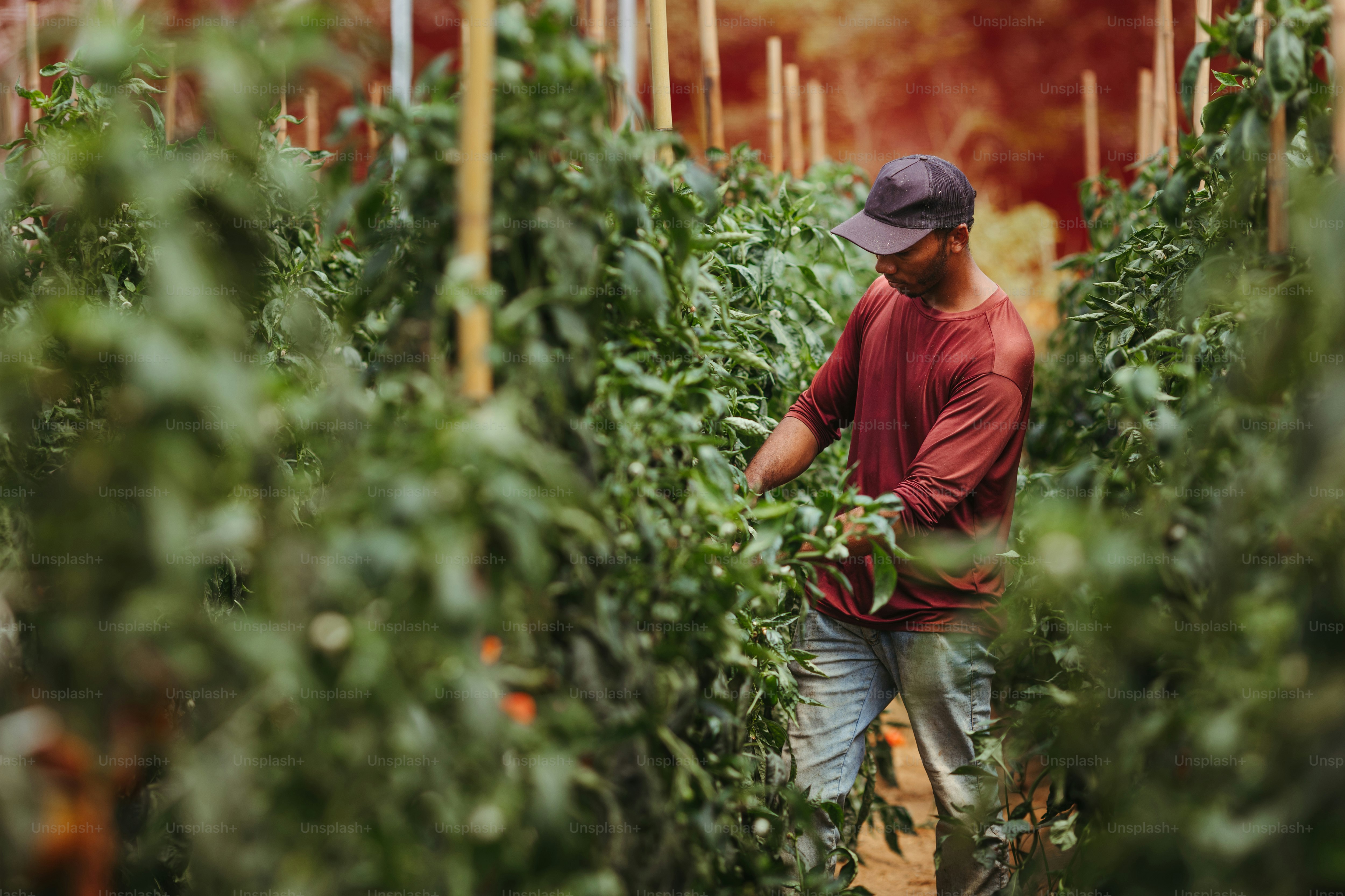 um homem de camisa vermelha está colhendo tomates