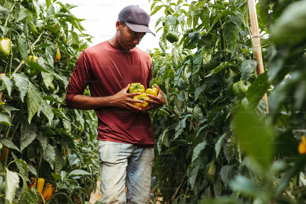 Un hombre sosteniendo un racimo de fruta en un invernadero