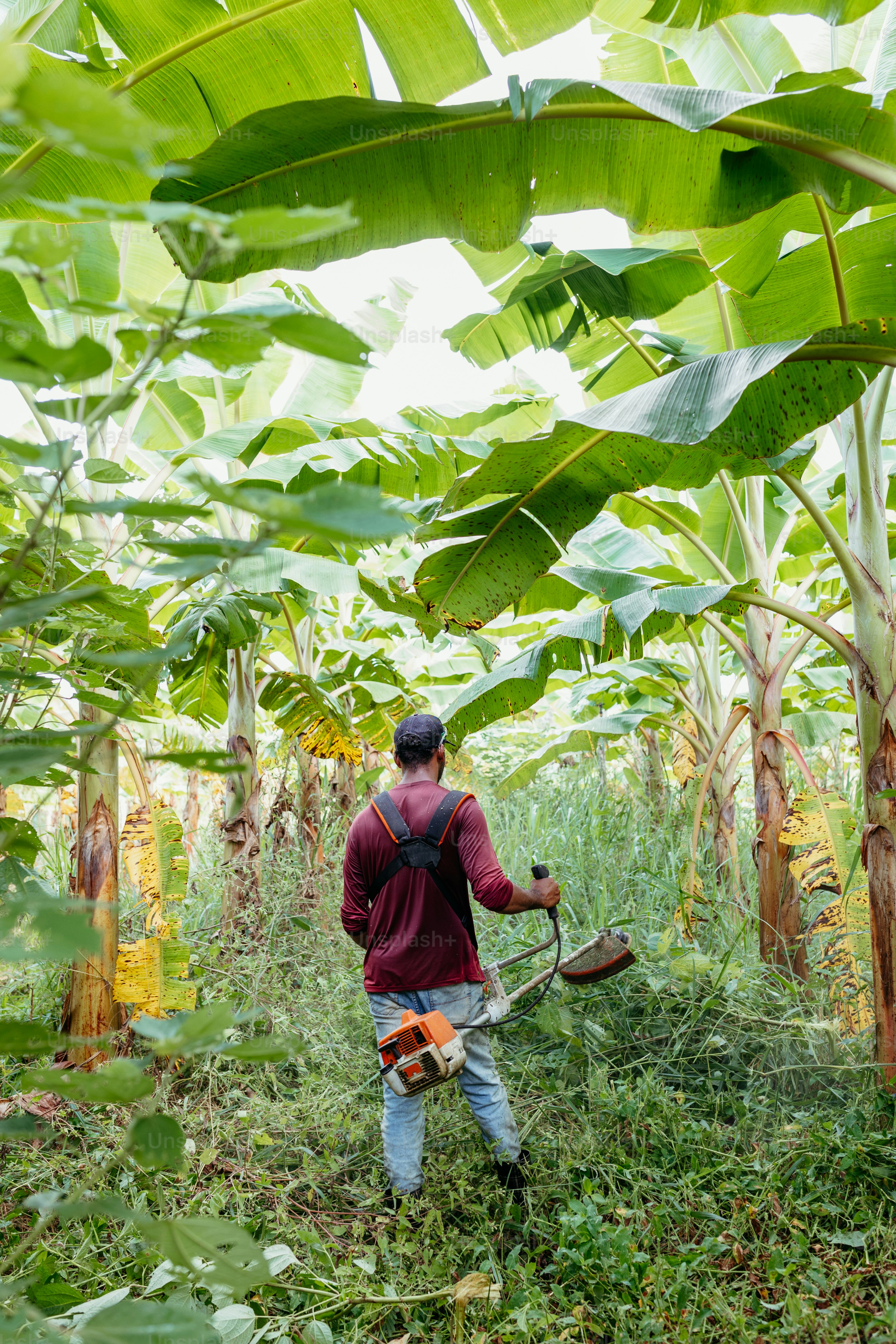 um homem com uma motosserra em uma plantação de banana