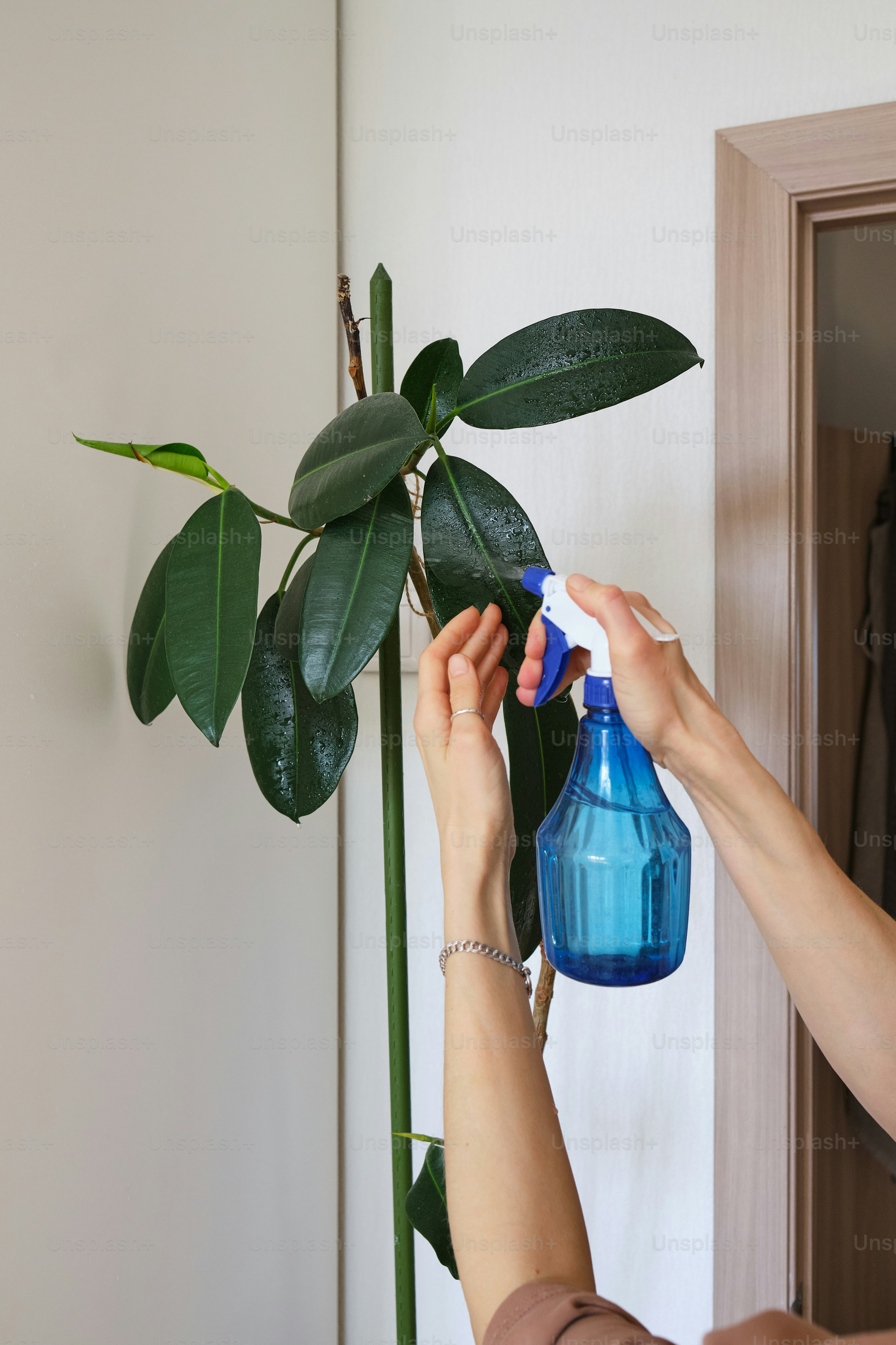 a woman is spraying a plant with a sprayer