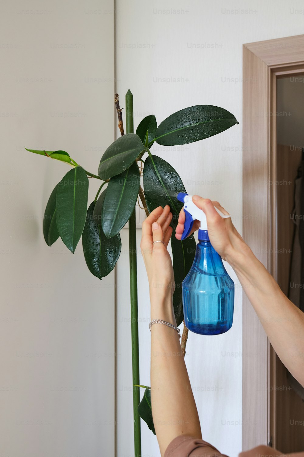 a woman is spraying a plant with a sprayer