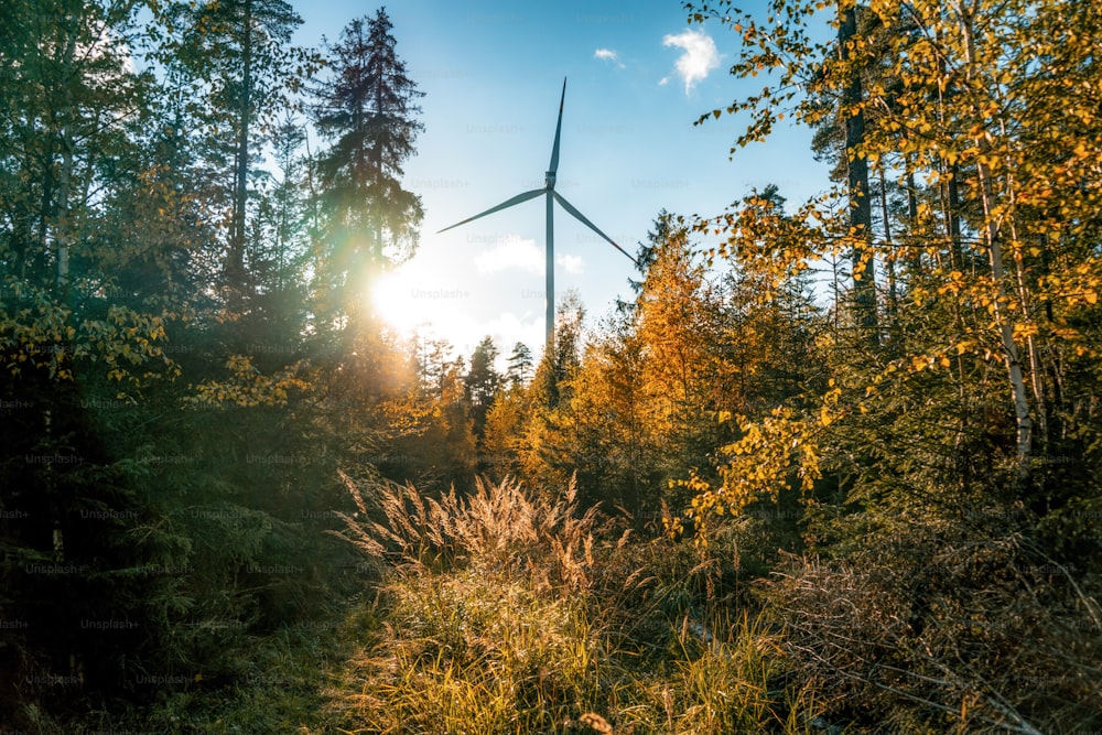 the sun shines through the trees in the forest