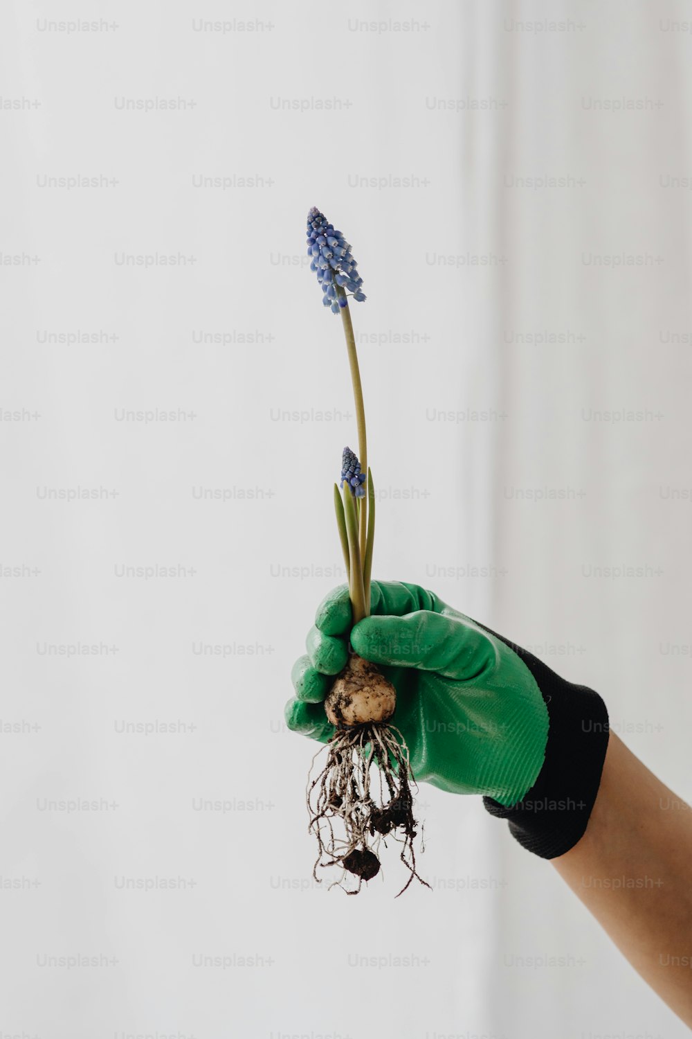 Una persona con guantes verdes sosteniendo una planta con raíces