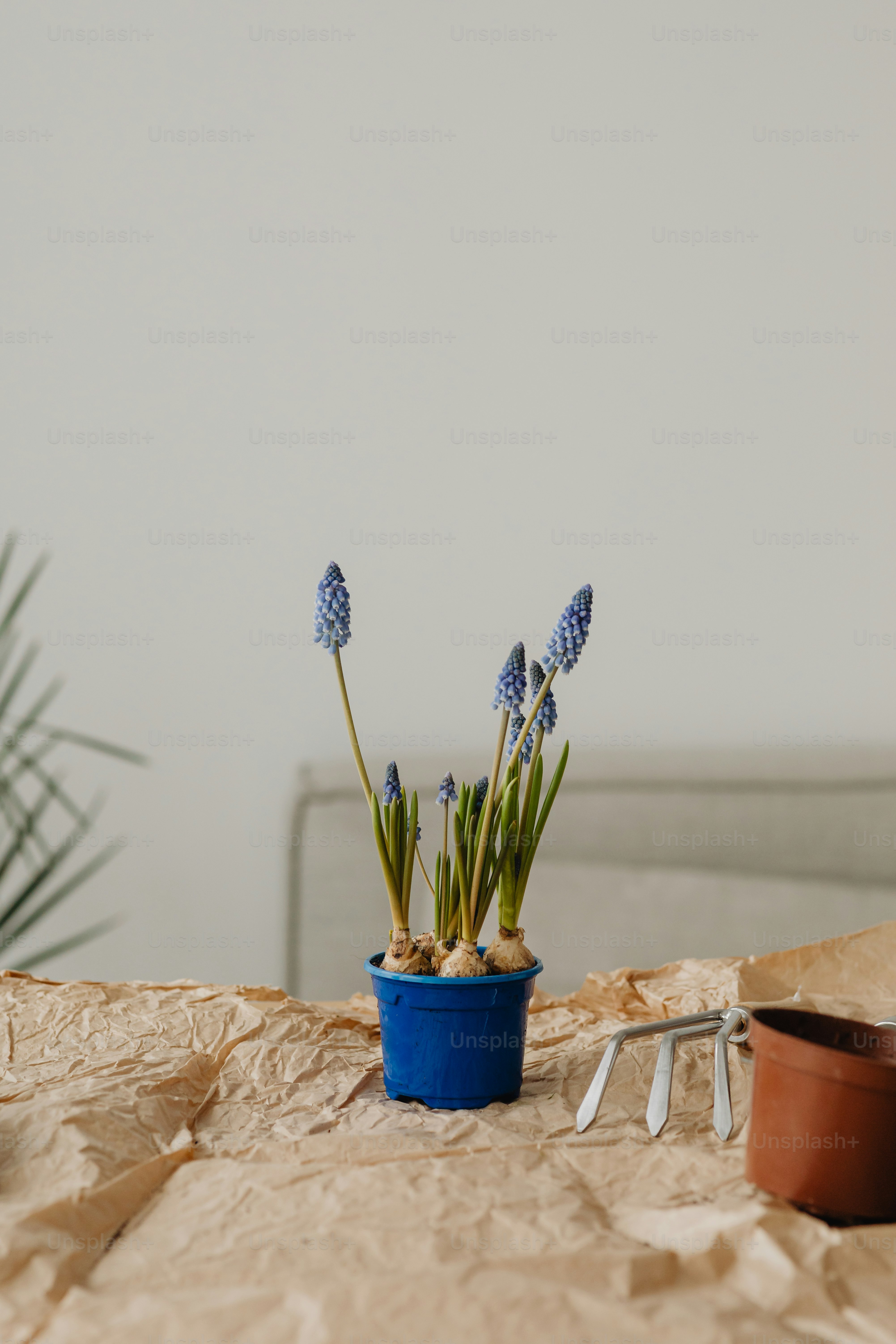 Una planta azul en maceta sentada encima de una mesa