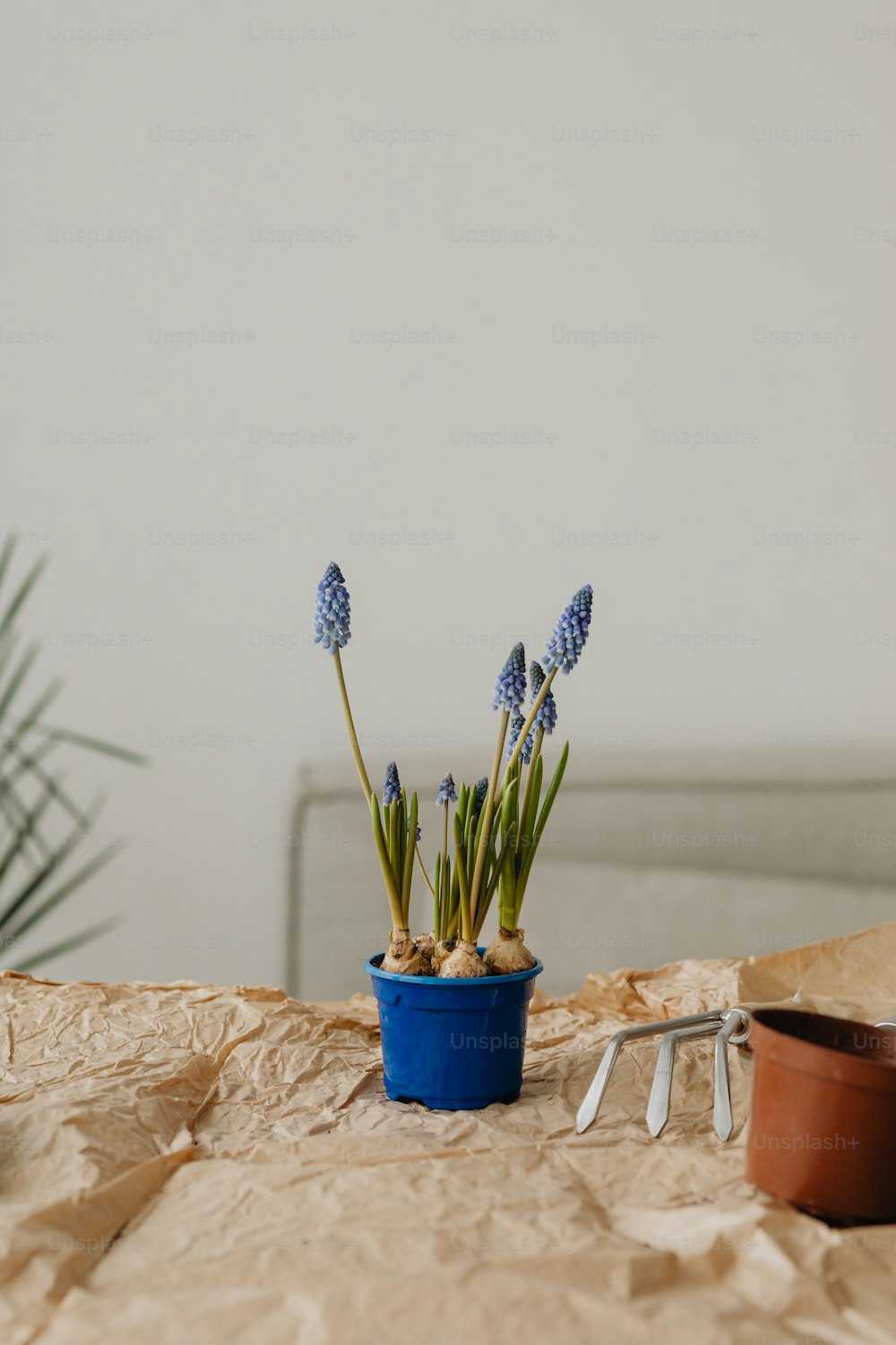 a blue potted plant sitting on top of a table