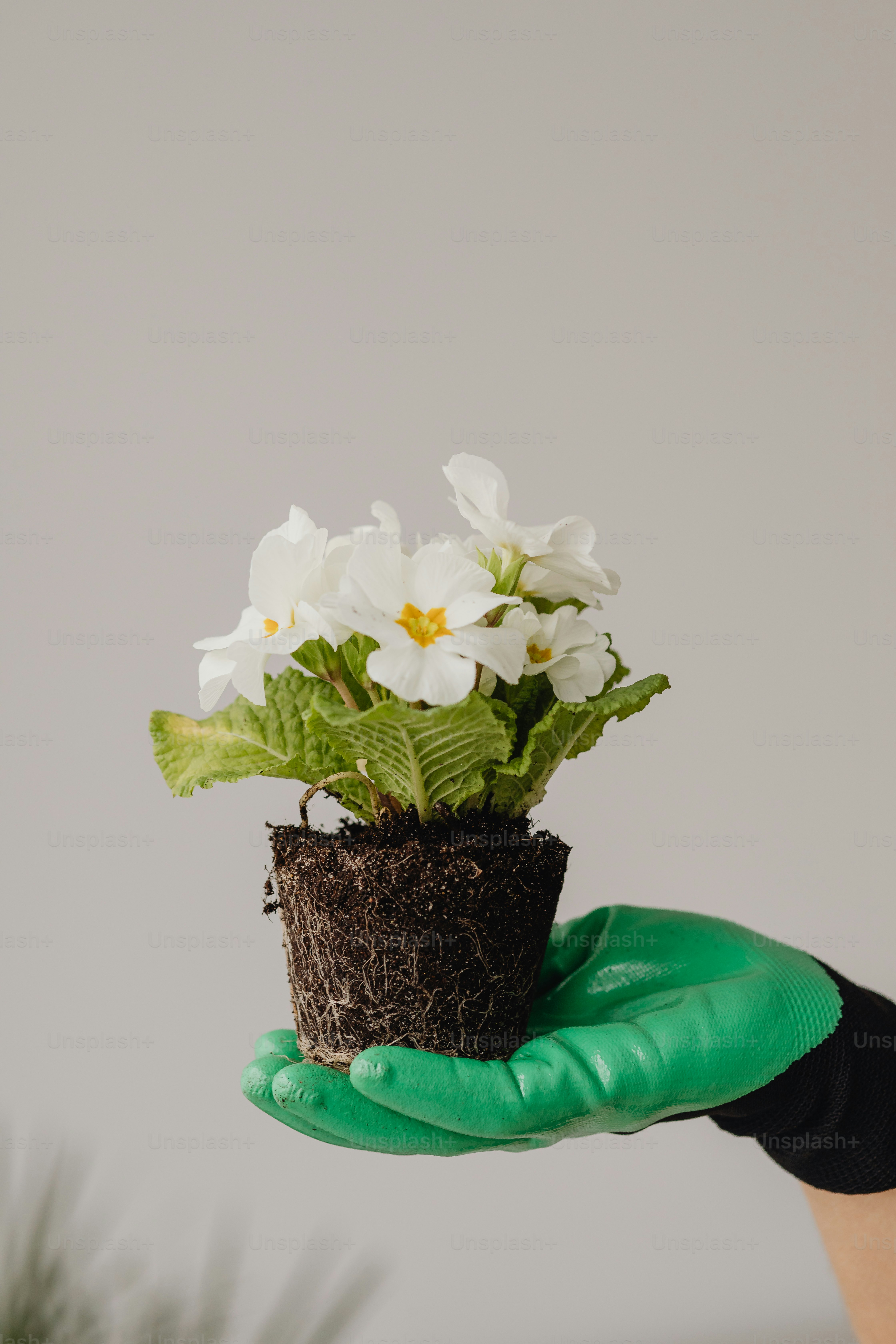 Foto zum Thema Eine Person, die eine Topfpflanze mit weißen Blüten hält