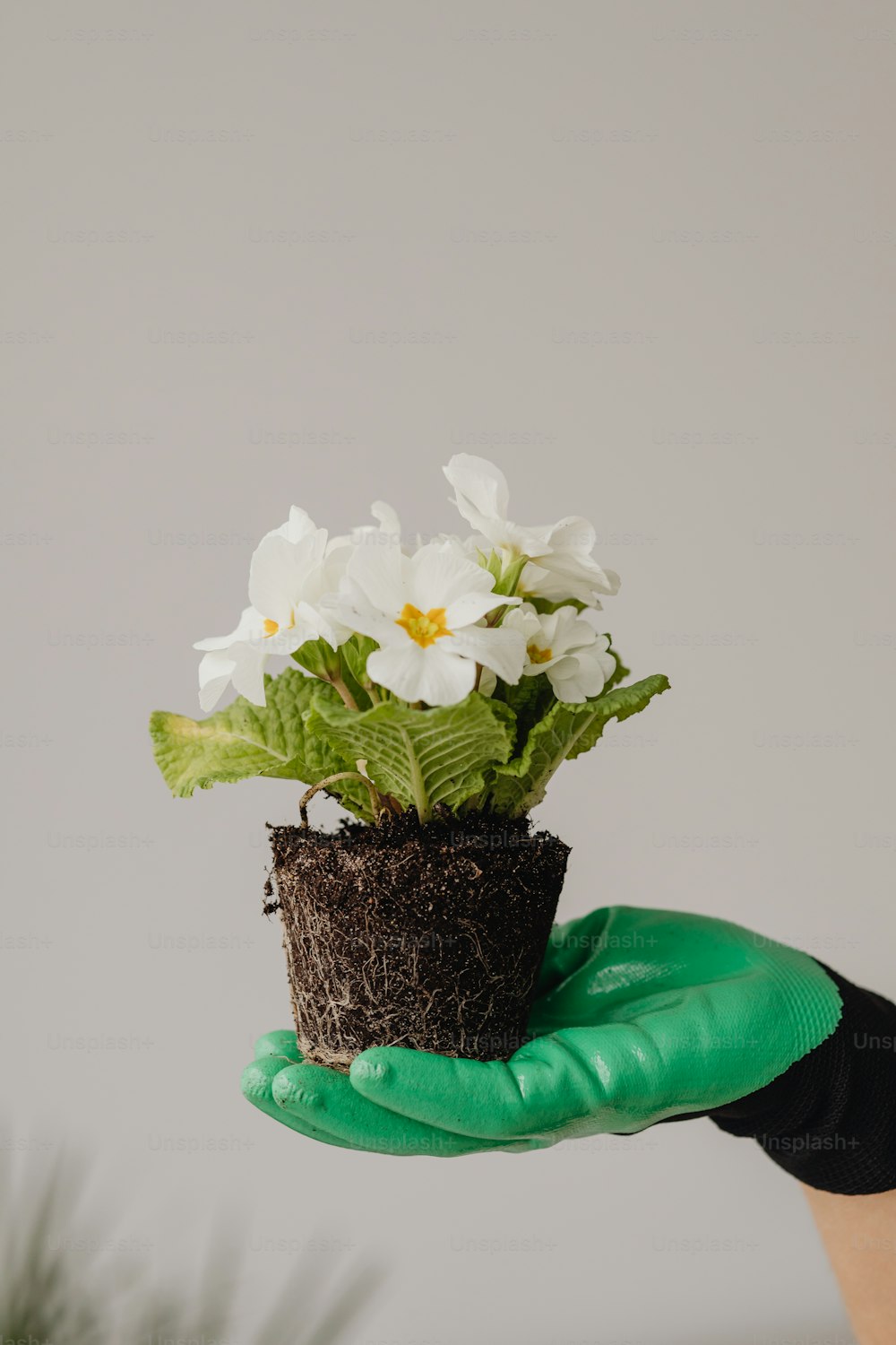 une personne tenant une plante en pot avec des fleurs blanches