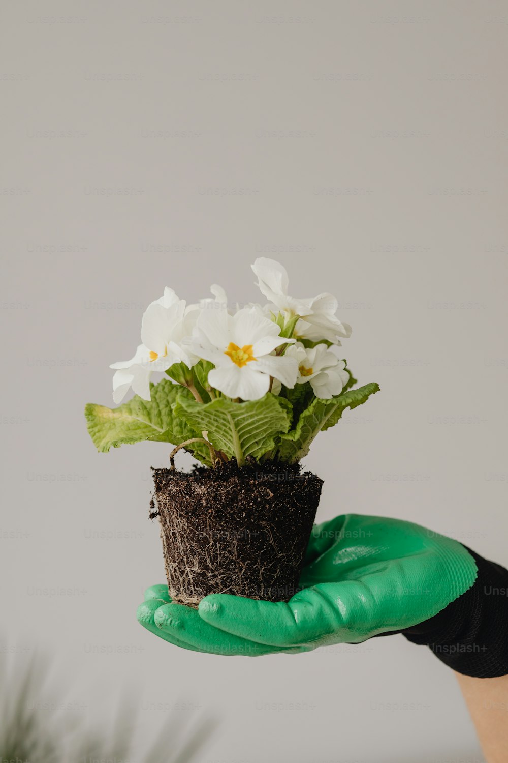 a person holding a potted plant with white flowers