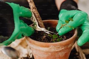 a person in green gloves is cutting a plant